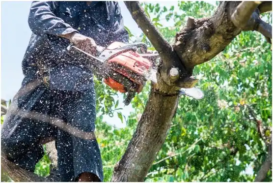 tree services Copperas Cove